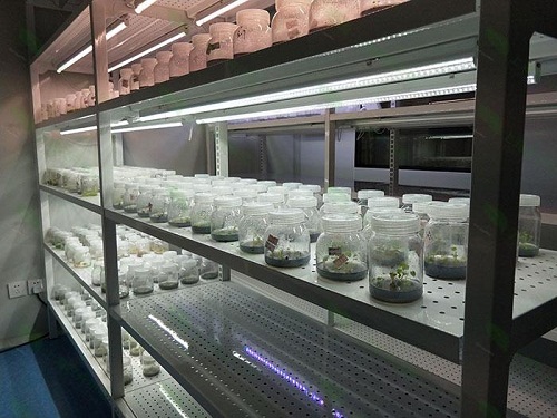 龙港植物组织培养实验室设计建设方案